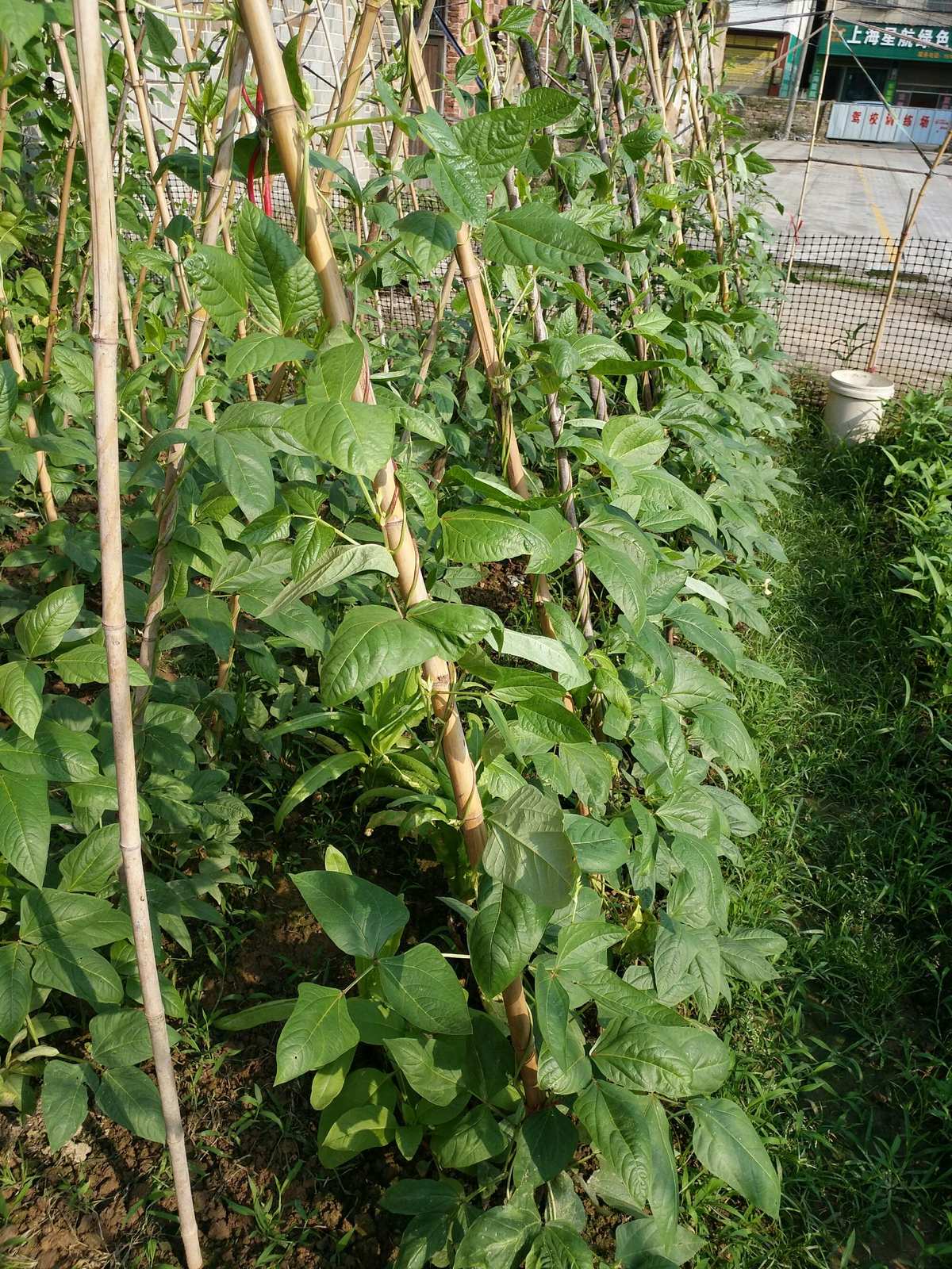 梦见采摘植物_梦见采摘茂盛的绿色植物_采摘植物梦见摘桃子