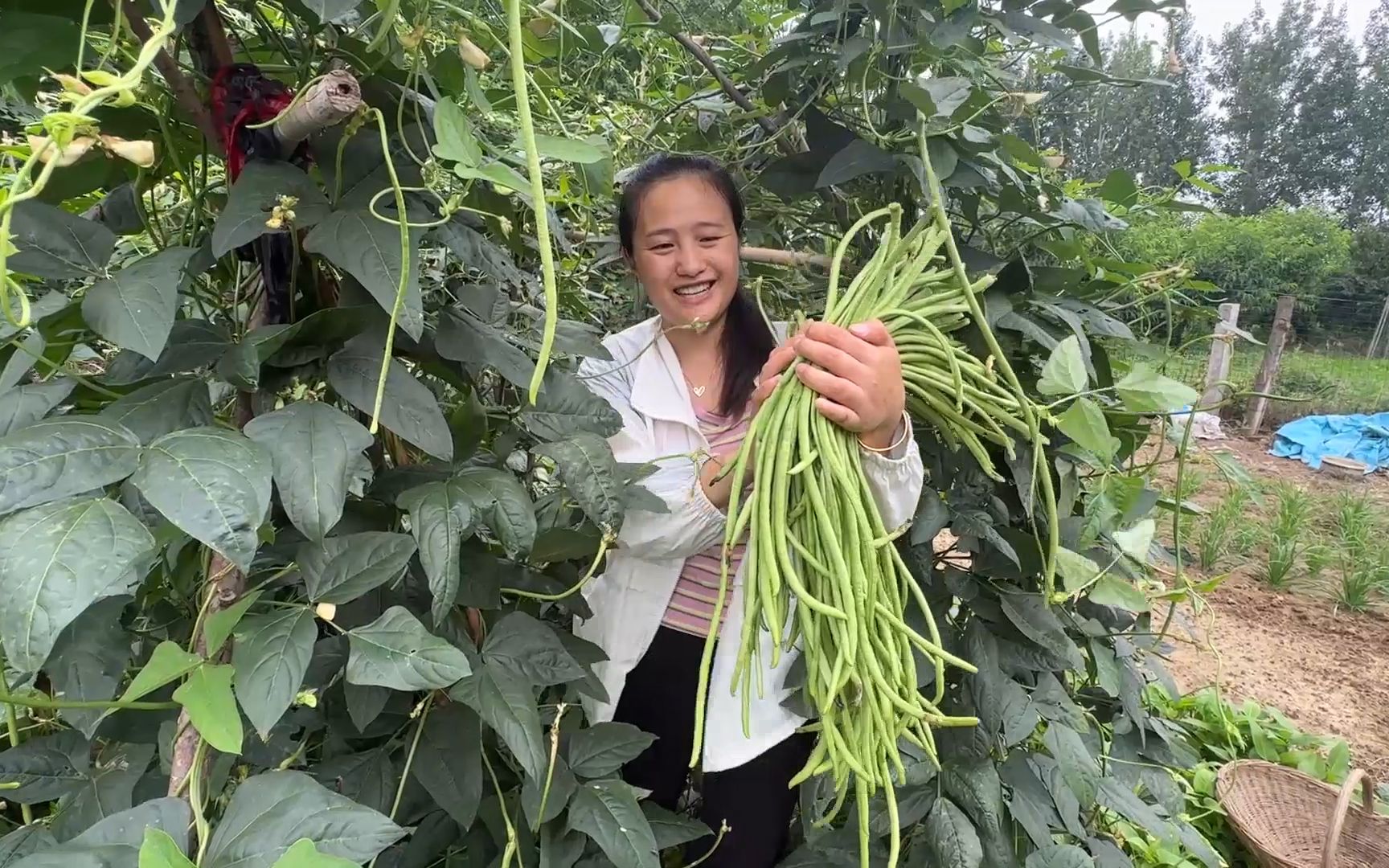 梦见采摘植物_梦见采摘茂盛的绿色植物_采摘植物梦见摘桃子