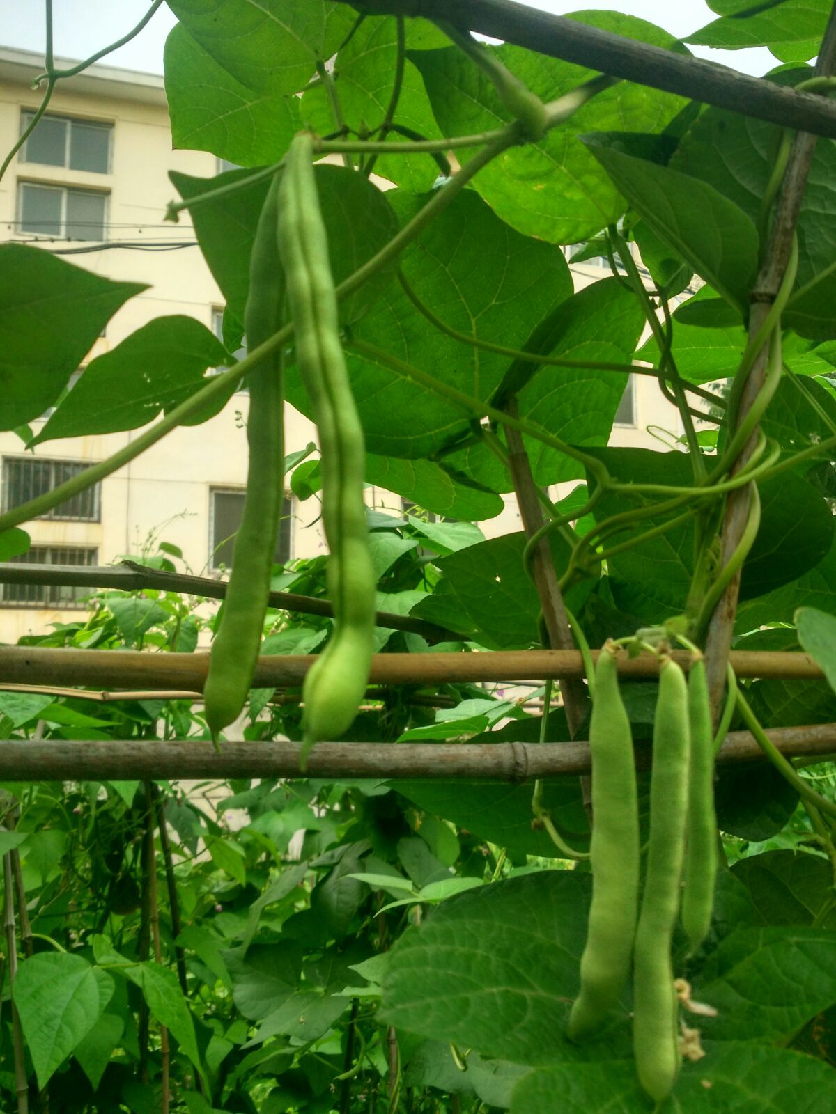 梦见采摘茂盛的绿色植物_梦见采摘植物_采摘植物梦见摘桃子