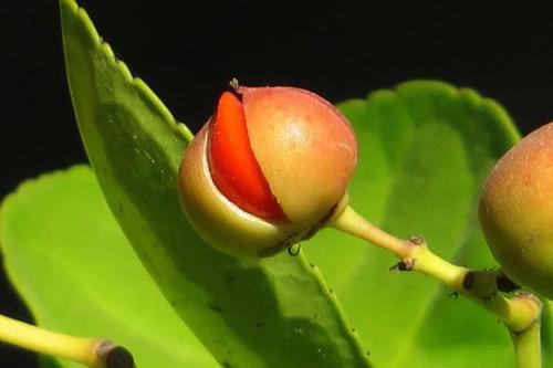 梦见植物果实