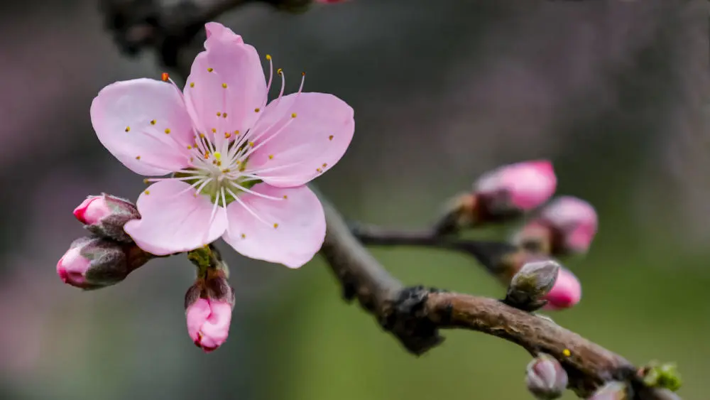 天秤座5月份桃花运势如何_2021天秤座桃花_天秤座桃花运势如何