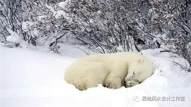 奇门九星八门应克关系_奇门遁甲九星八门克应_奇门八门九星八神的含义