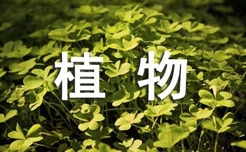 办公桌上放什么植物最招财