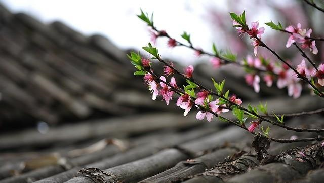 八字中18种桃花查法_八字桃花查询口诀_八字查桃花位口诀