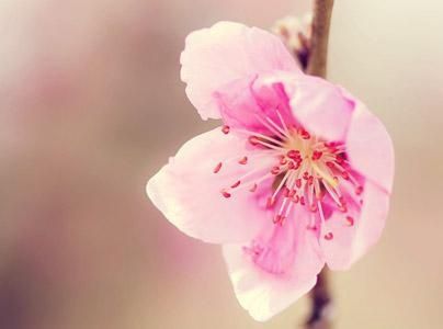 怎么查桃花位_算桃花位_桃花位怎么看