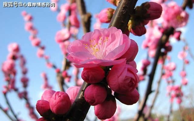 风水堂:2019年桃花旺的八字解析