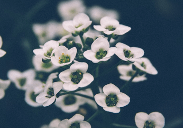 风水堂:梅花易数的别称方法